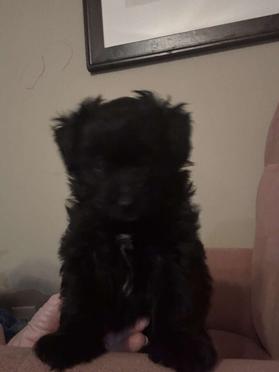 Pompoo image 1