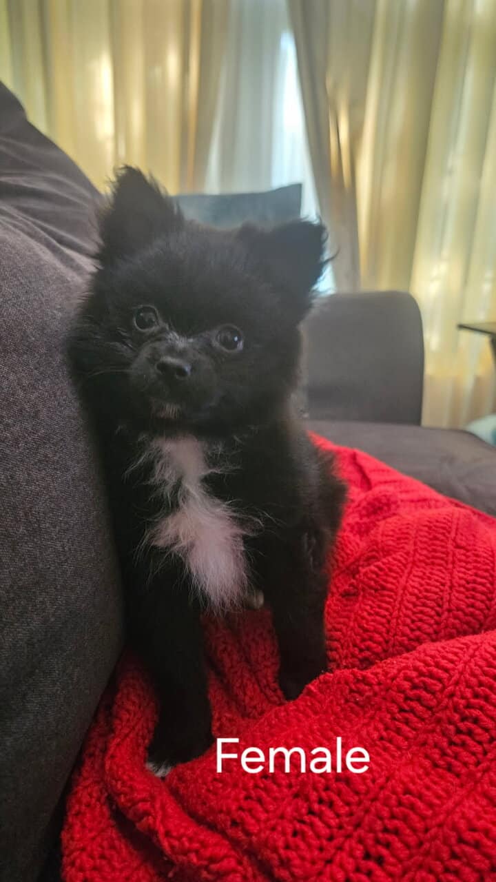 CKC 3 month old Pomeranian Puppies for sale image 3