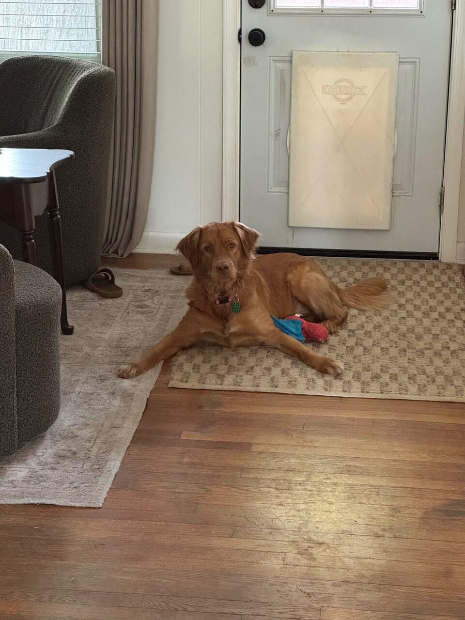 Peach - A lovable dog- looking for a good home! image 3