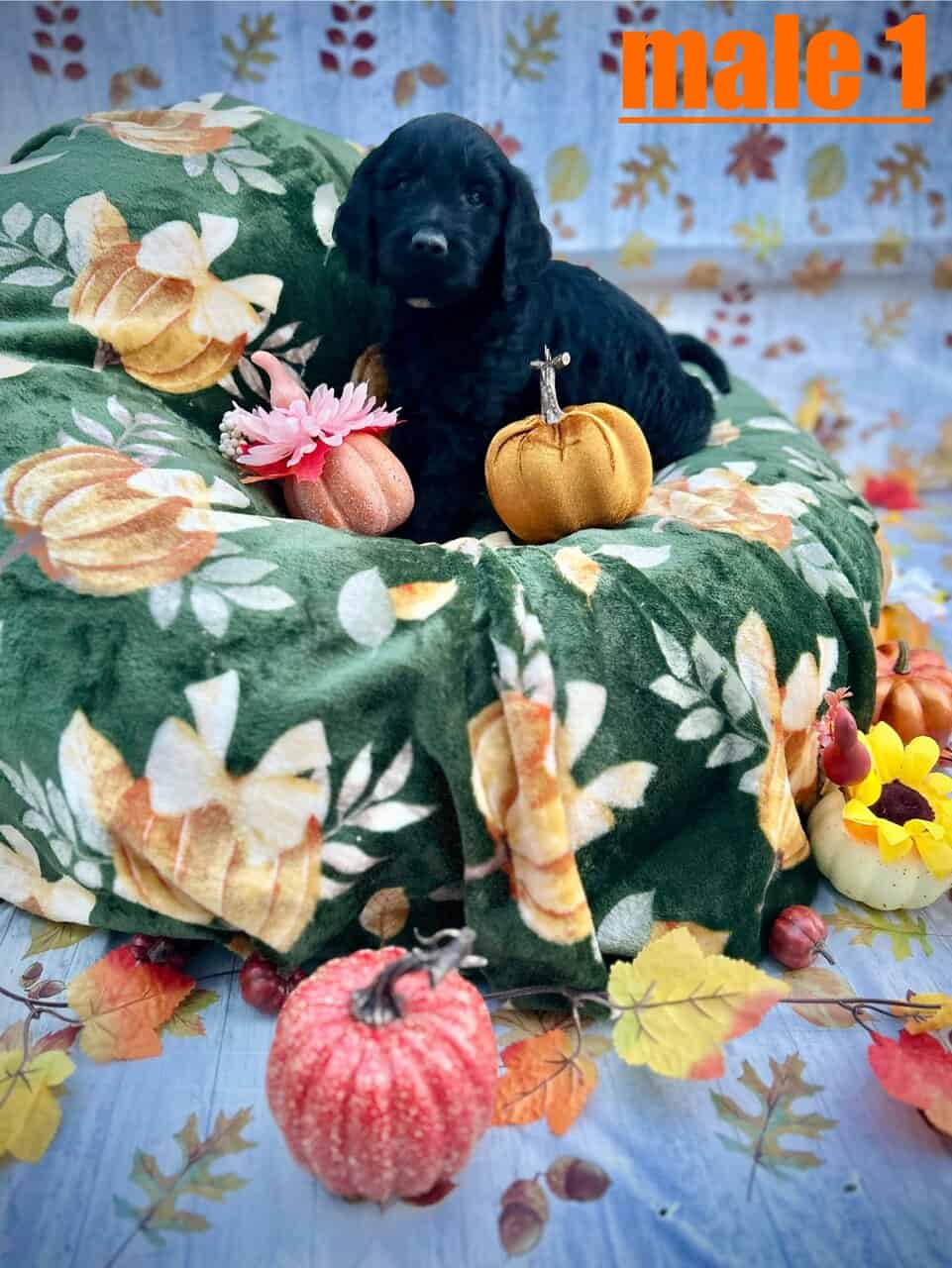 Goldendoodle Puppies Ready in 2 Weeks image 6