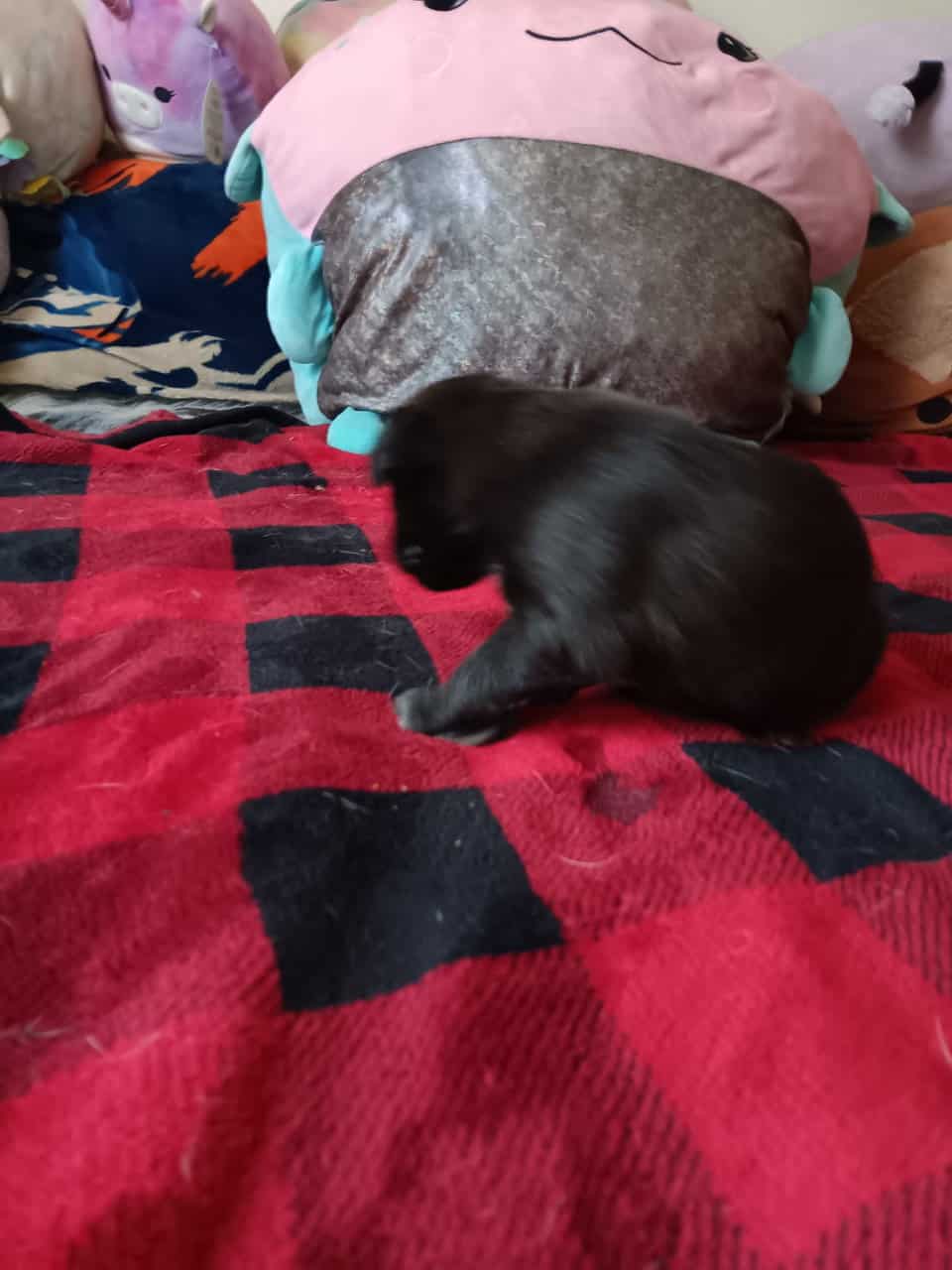 Mixed breed puppies image 2