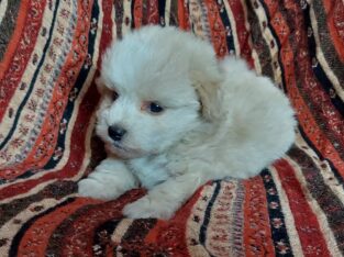 MaltiPoo Male Apricot, in home raised in Michigan