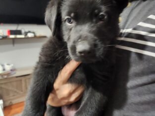 Black German Shepherd male puppy, Oliver