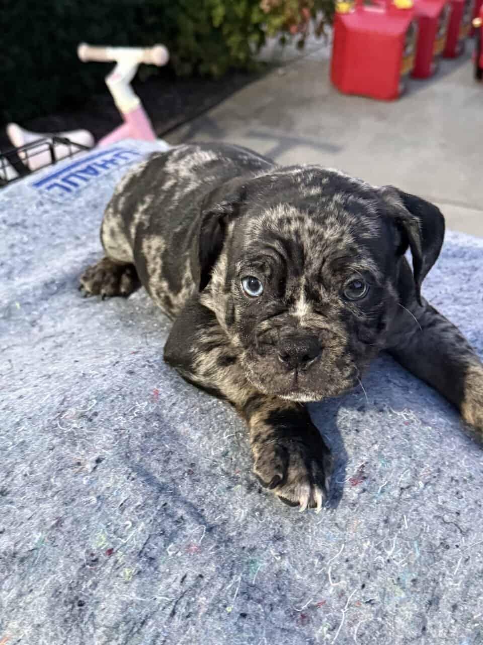 American Bully x English Bulldog Puppies – Unique image 5