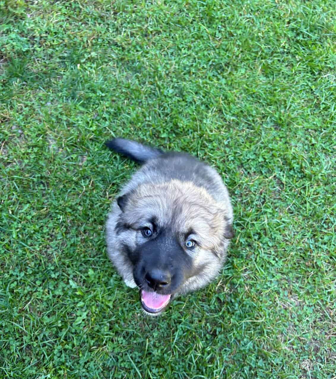 Midnight Kangal – Russian Shepherd Guardian Puppy image 2