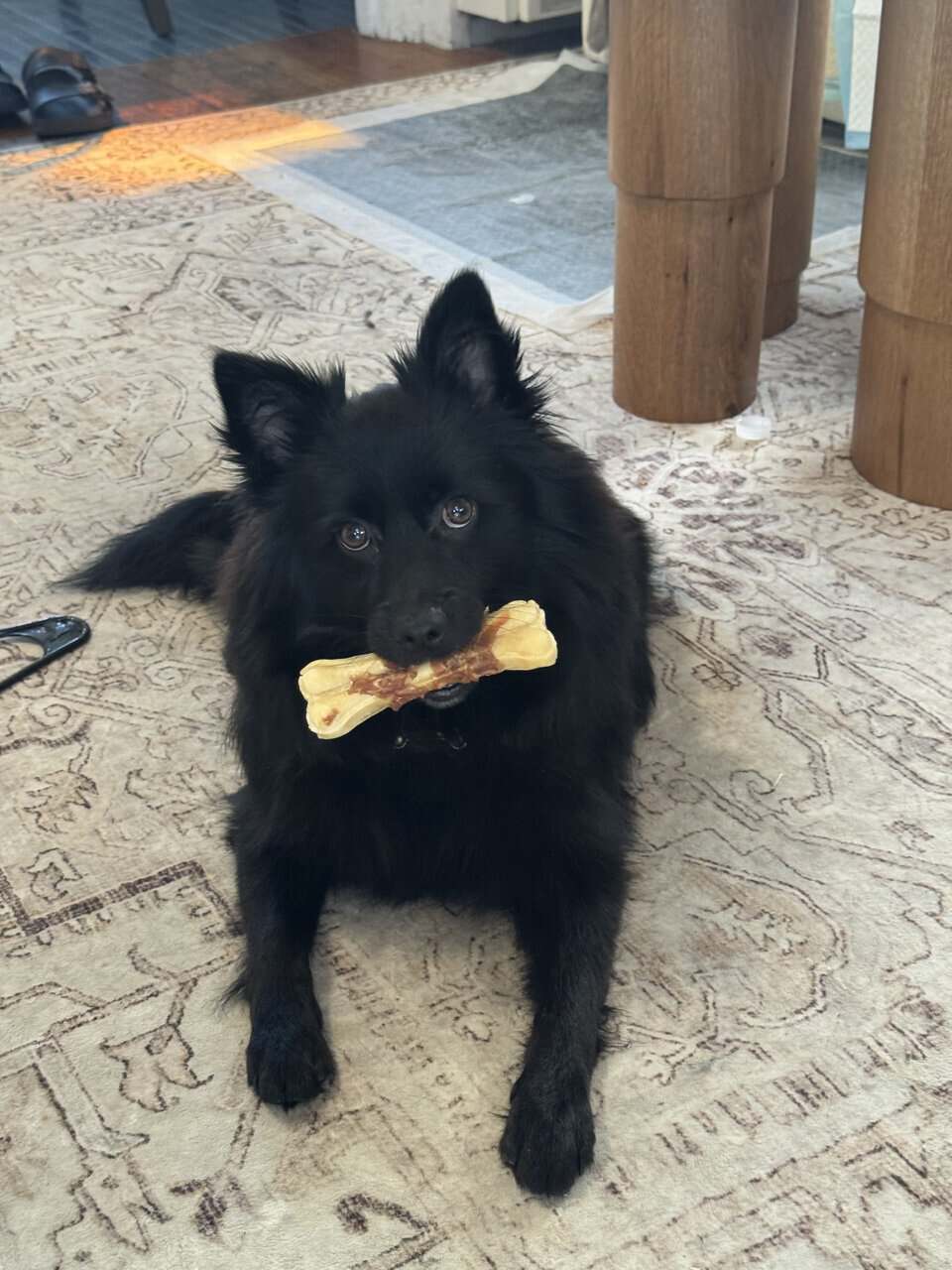 Black Pomeranian Puppy image 5