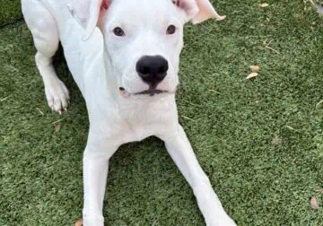 Dogo Argentino puppy