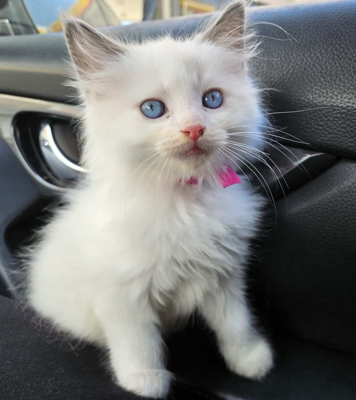 Ragdoll kittens image 10