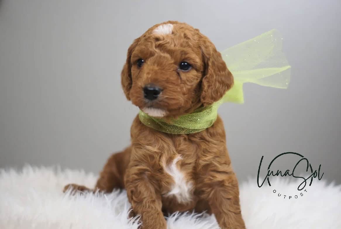 F1 Mini GoldenDoodle image 1