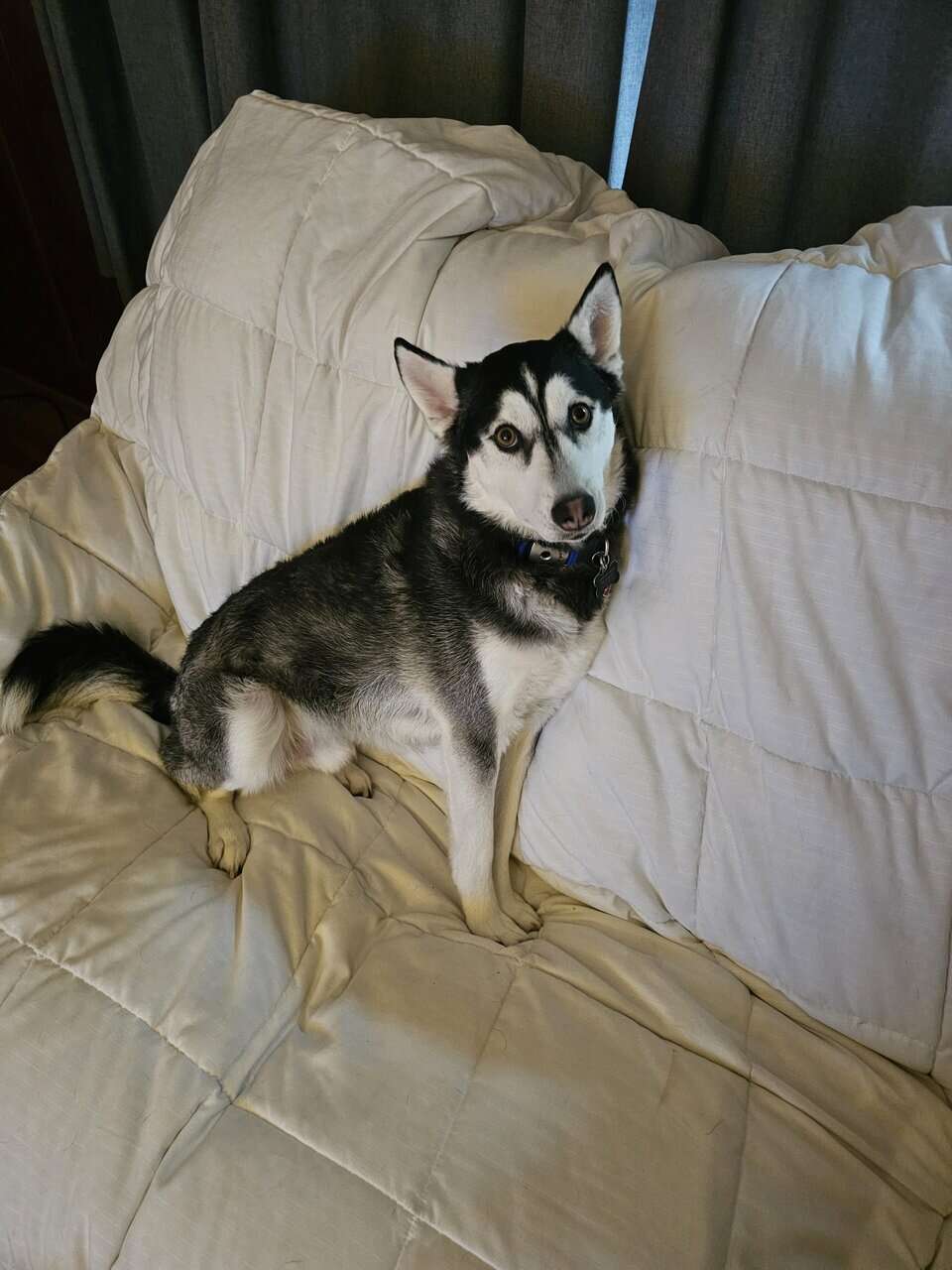 Husky named Noodle needs a new home image 3