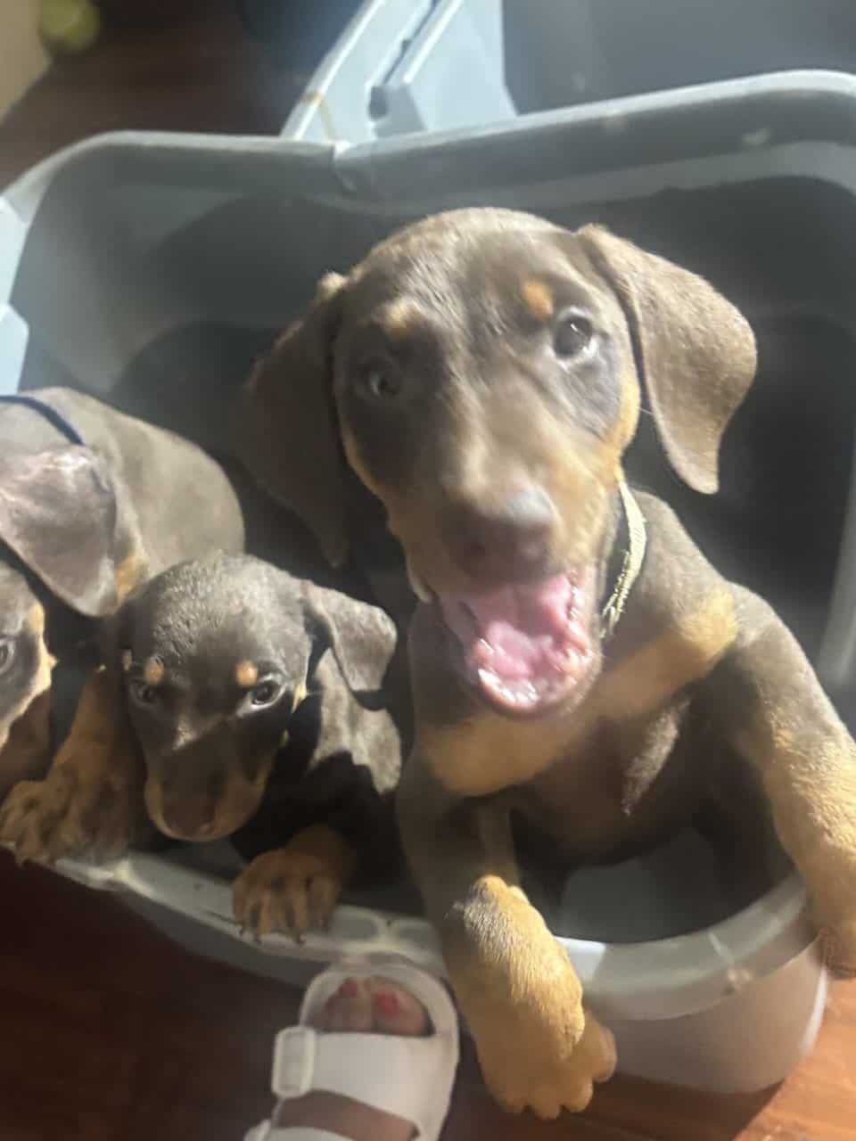 Purebred Doberman Puppies image 1