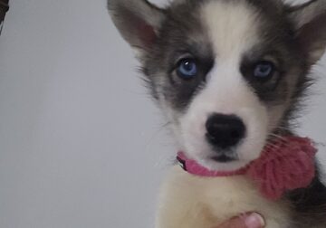 Siberian husky puppy 2