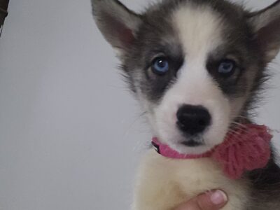 Siberian husky puppy 2