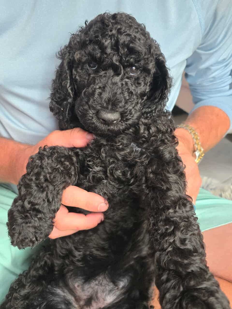 Standard Poodle Puppies image 3
