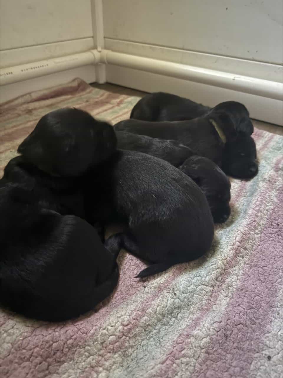 Giant Schnauzer/Great Dane mix Puppies image 1