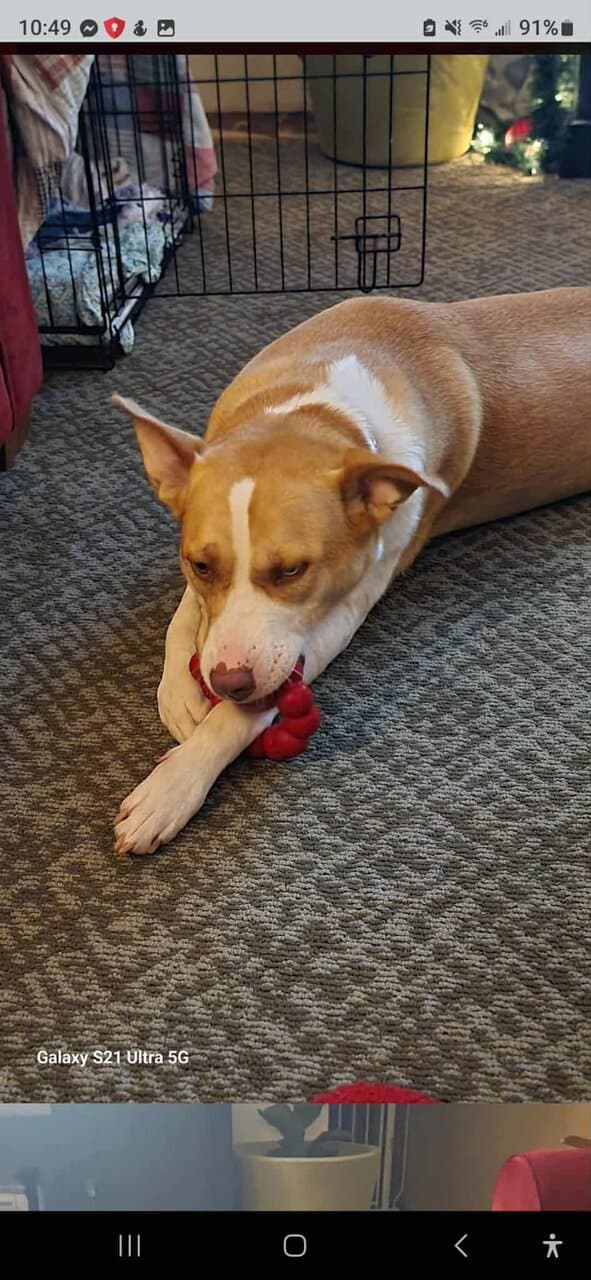 Playful, Loving & Sweet Husky Mix image 6