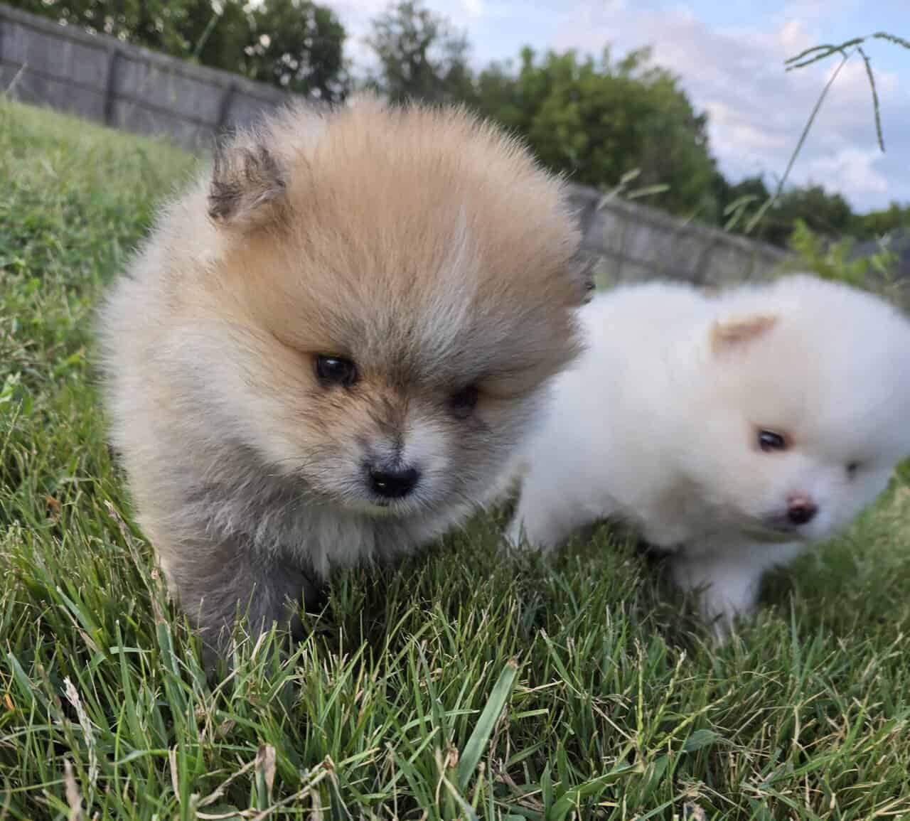 Pomeranian puppies - northern Alabama image 5