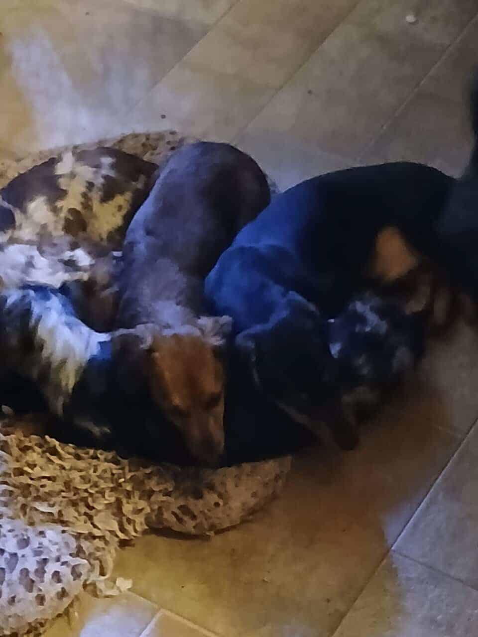 Dachshund puppies image 21