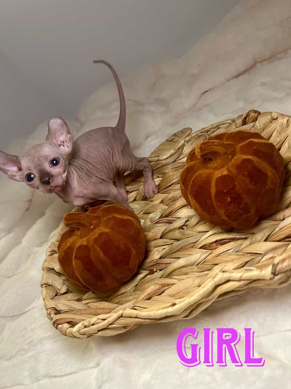 Sphynx Kittens image 8