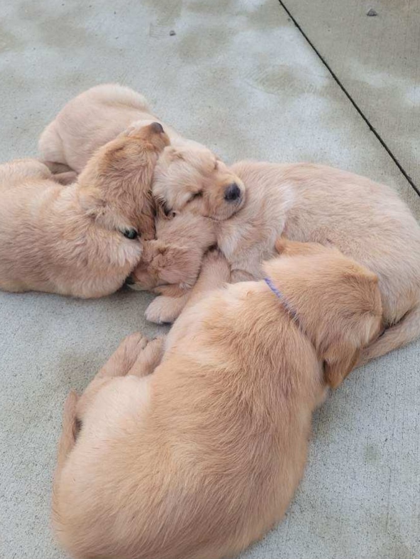 Golden Retriever puppies image 4