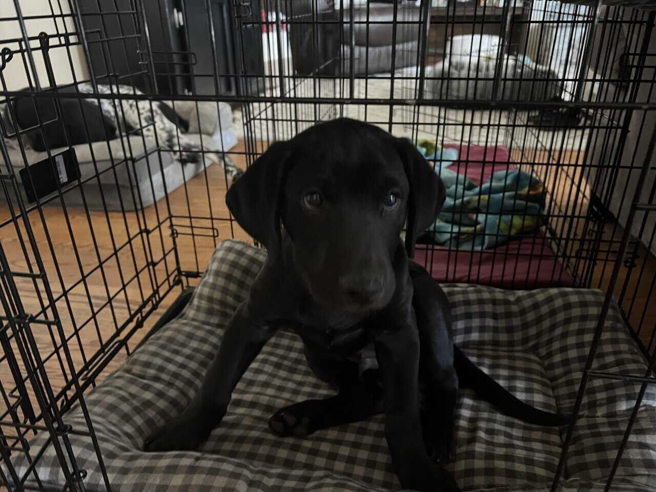 AKC Registered Black Lab image 2