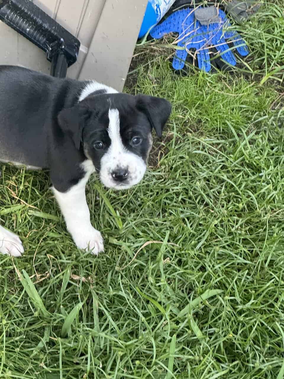 Mastiff Mix Puppies image 2