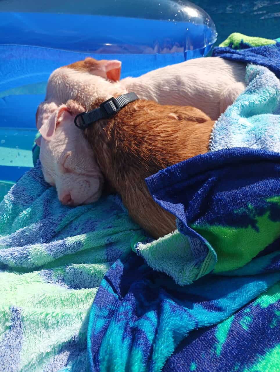 American Pit Bull Puppies image 2