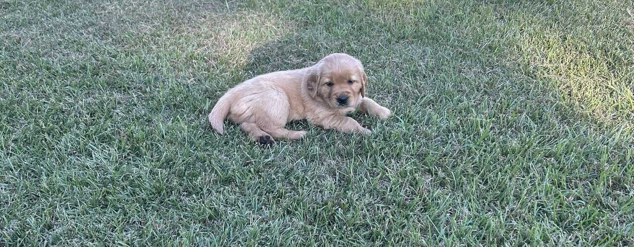 Cedar Creek Golden Retrievers image 10