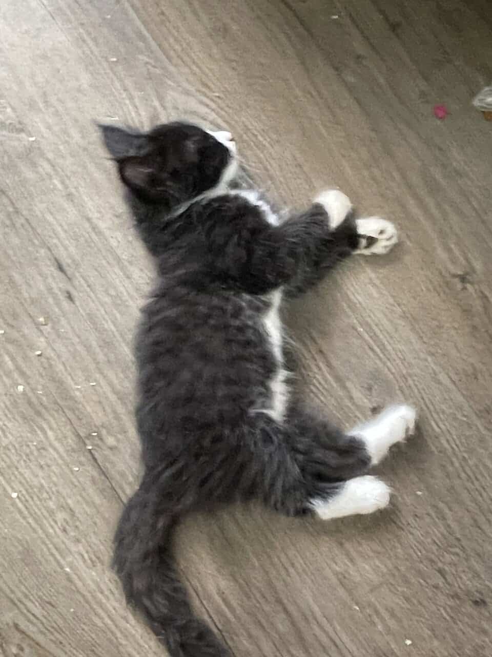 Loving kittens image 6