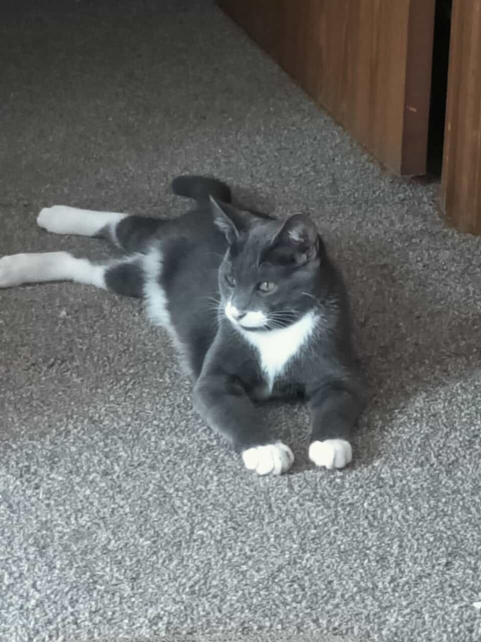Pebbles the cat. so cool. image 3