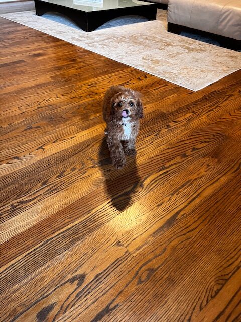 Cavapoo image 3
