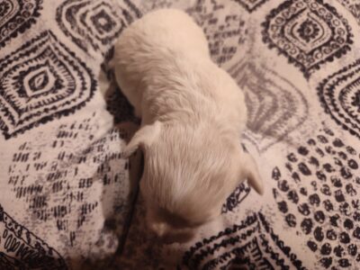 Matrix – Male – NE Oklahoma