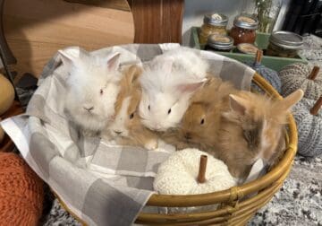 Lionhead Bunnies
