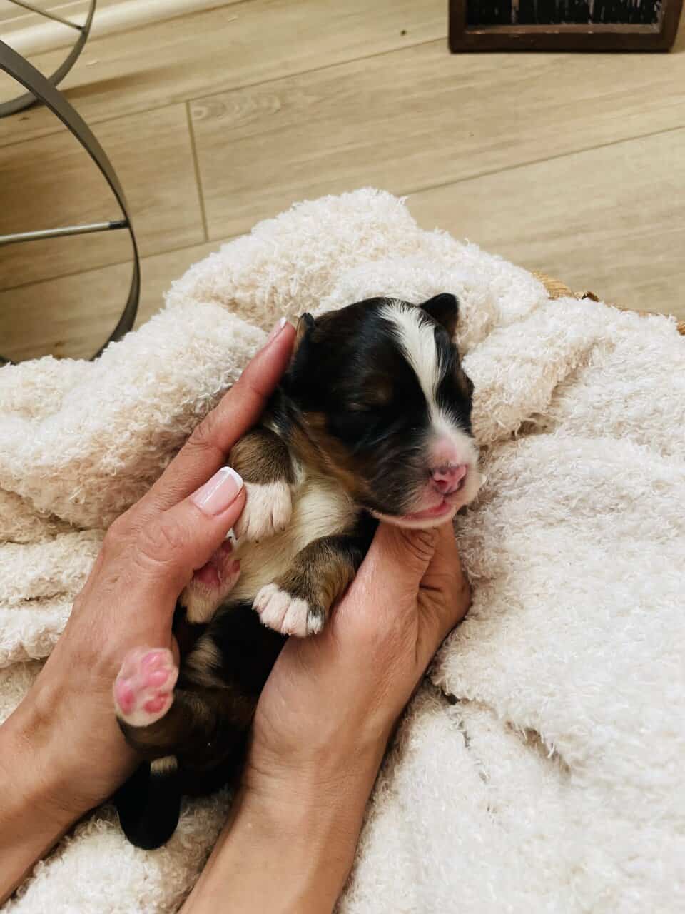Bernedoodle F1 puppies image 9
