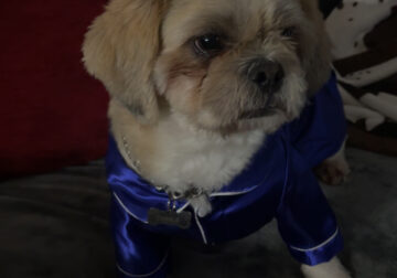Male (registered) Shih Apso for stud!