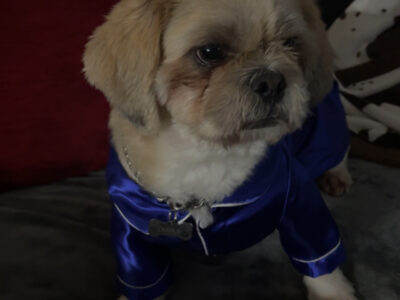 Male (registered) Shih Apso for stud!