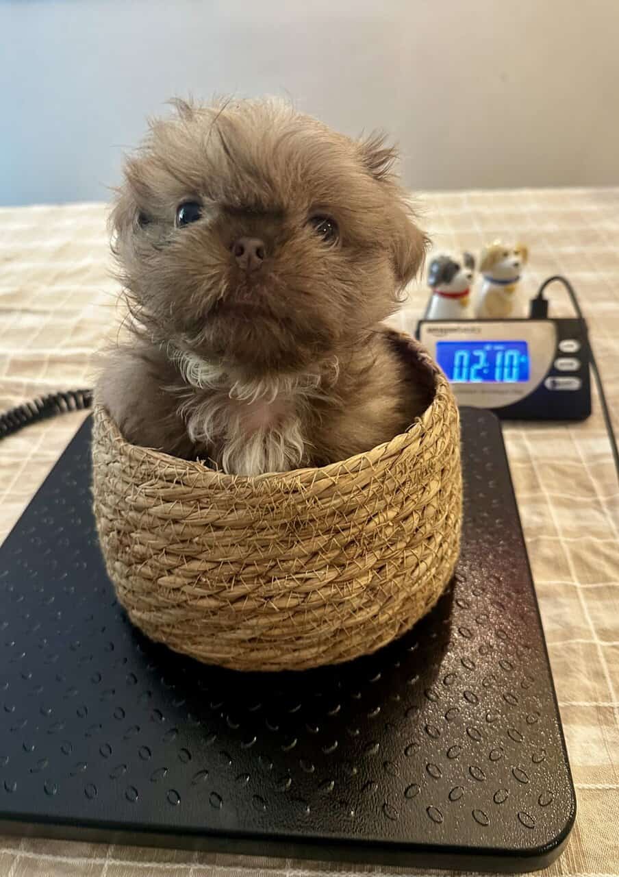 ShihTzu Puppies image 6
