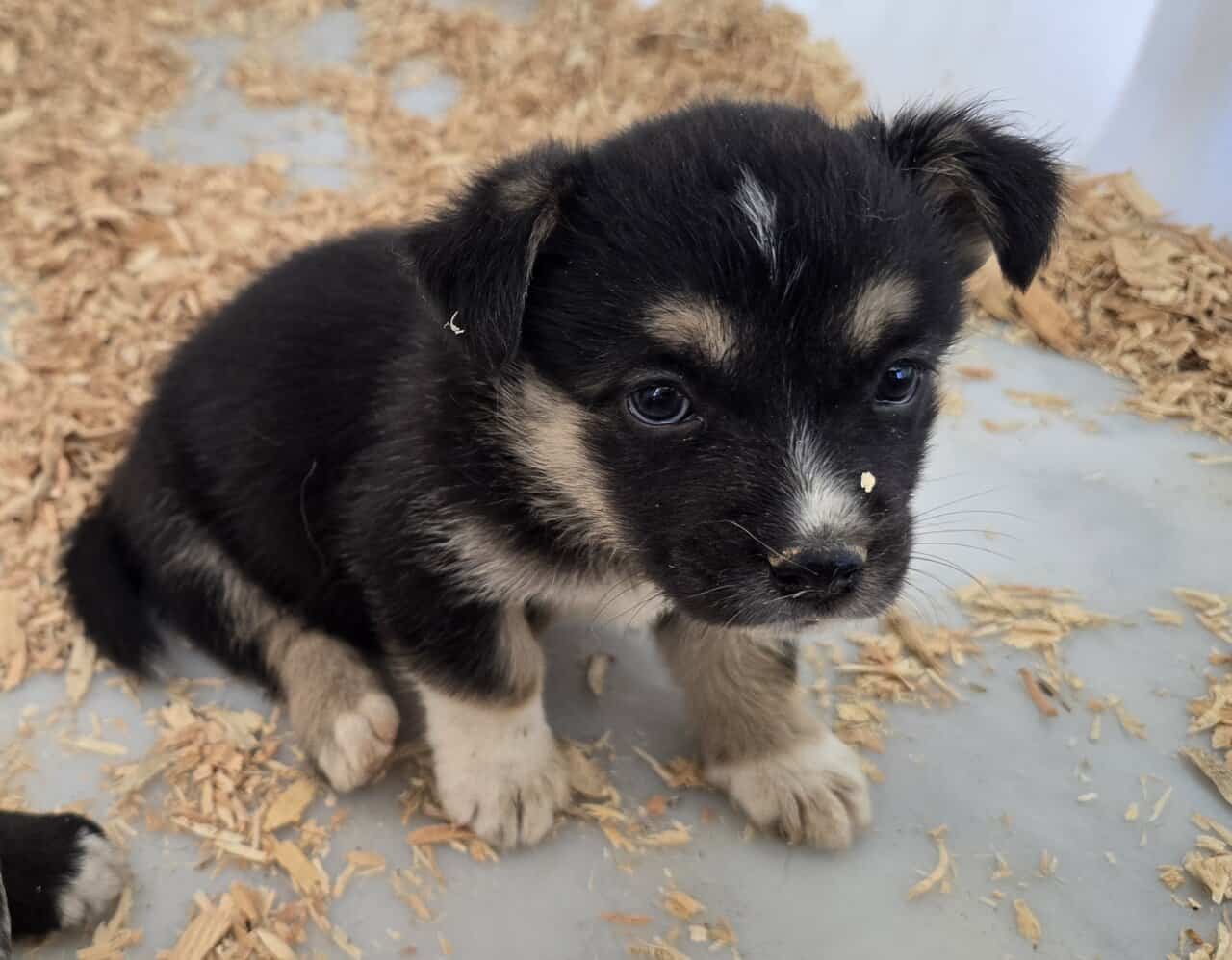 Corgi catahoula mix puppies image 8