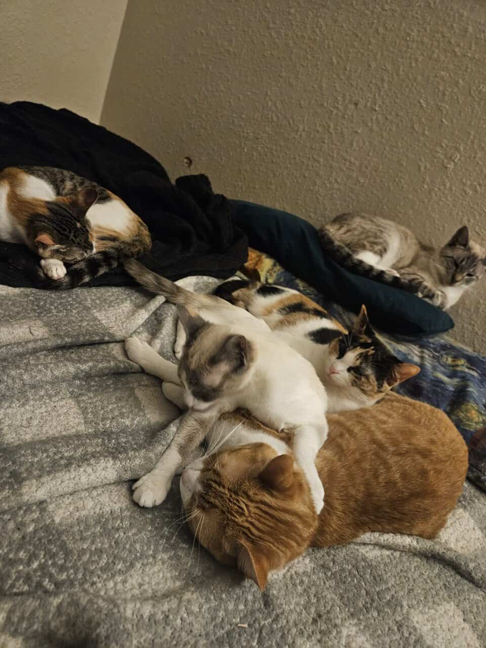 4 Female Cats, 1 yr, needing to be rehomed image 9