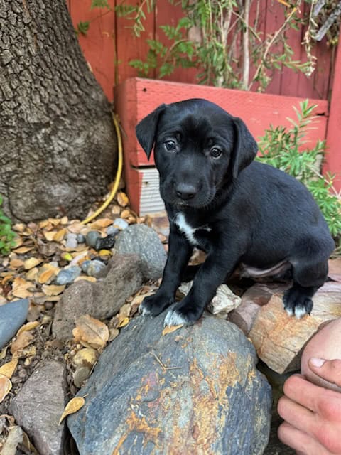 Lab and pit puppies image 6
