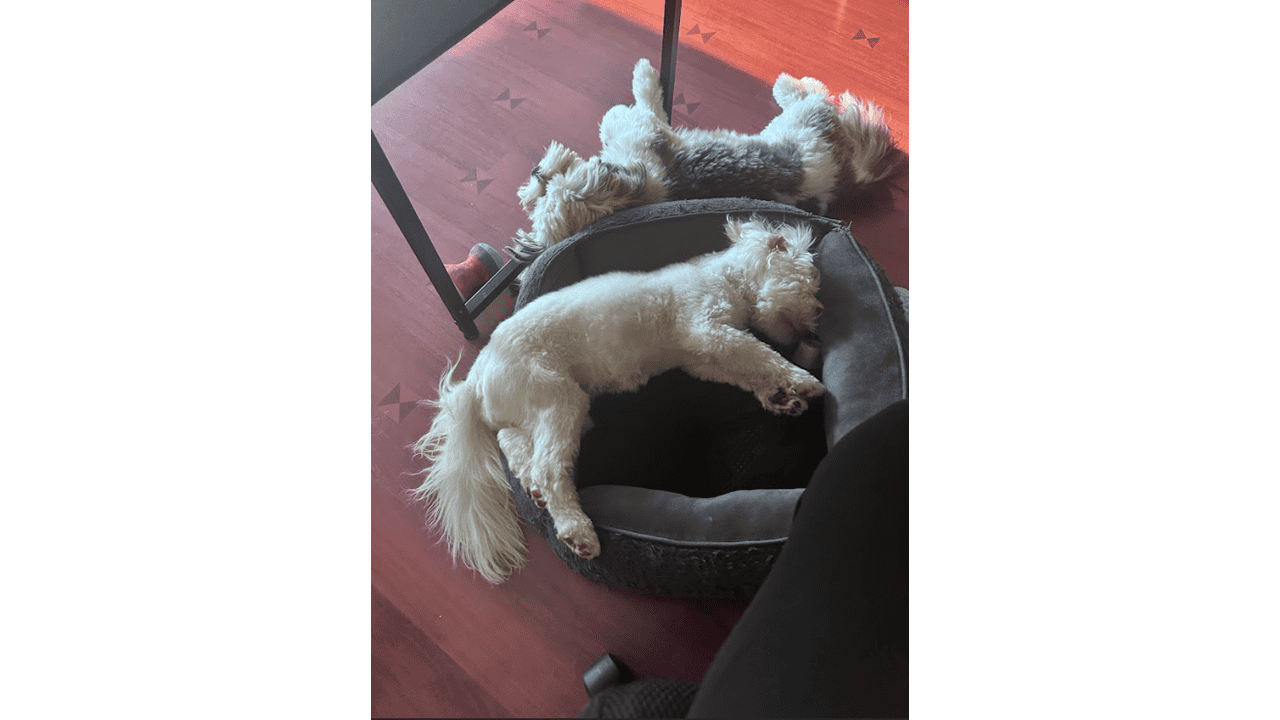 🐾 Meet Panda & Snow 🐾 image 11