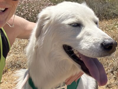 FREE / Rainy To ReHOME With You