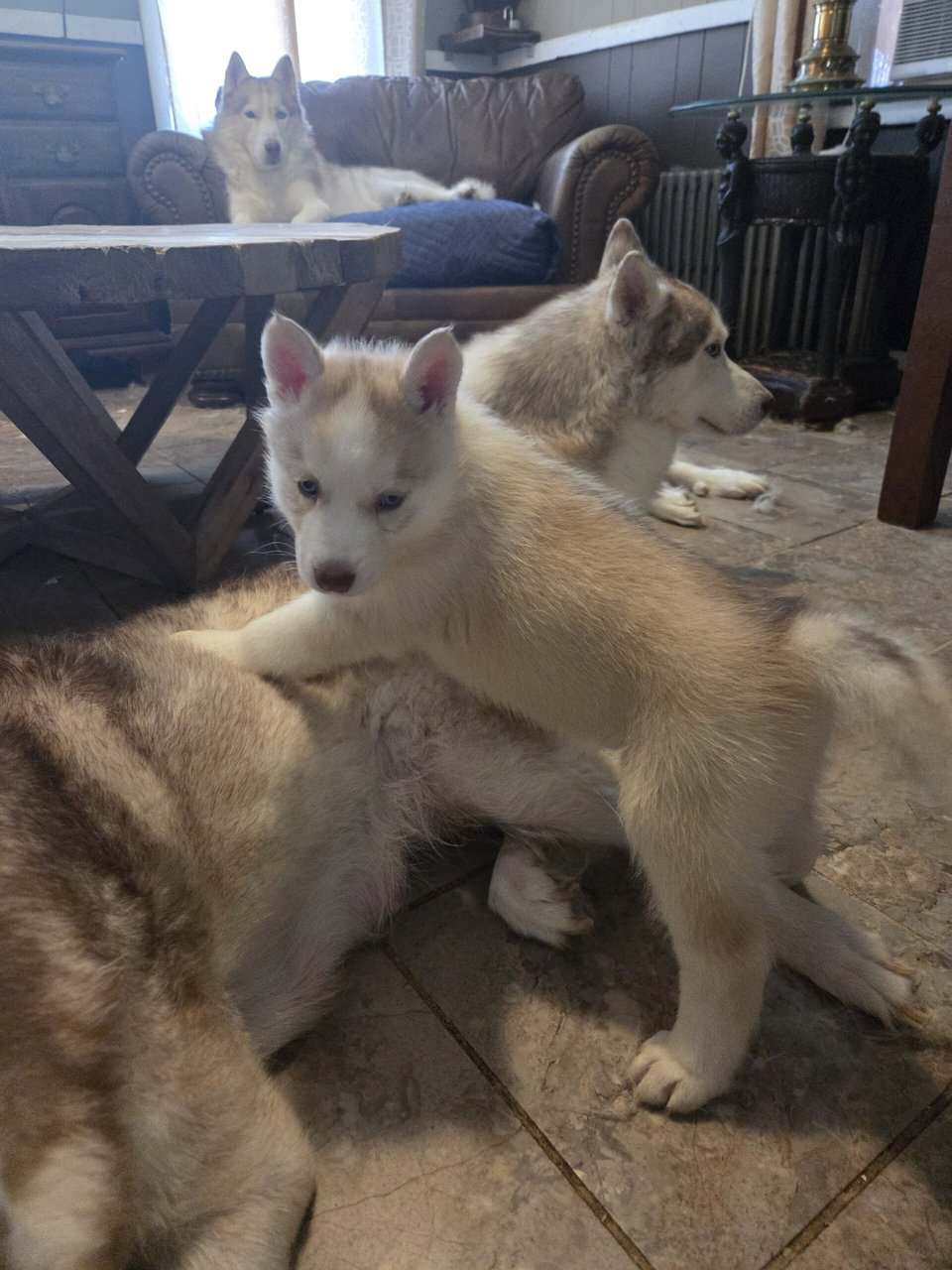 Husky puppies for sale image 3