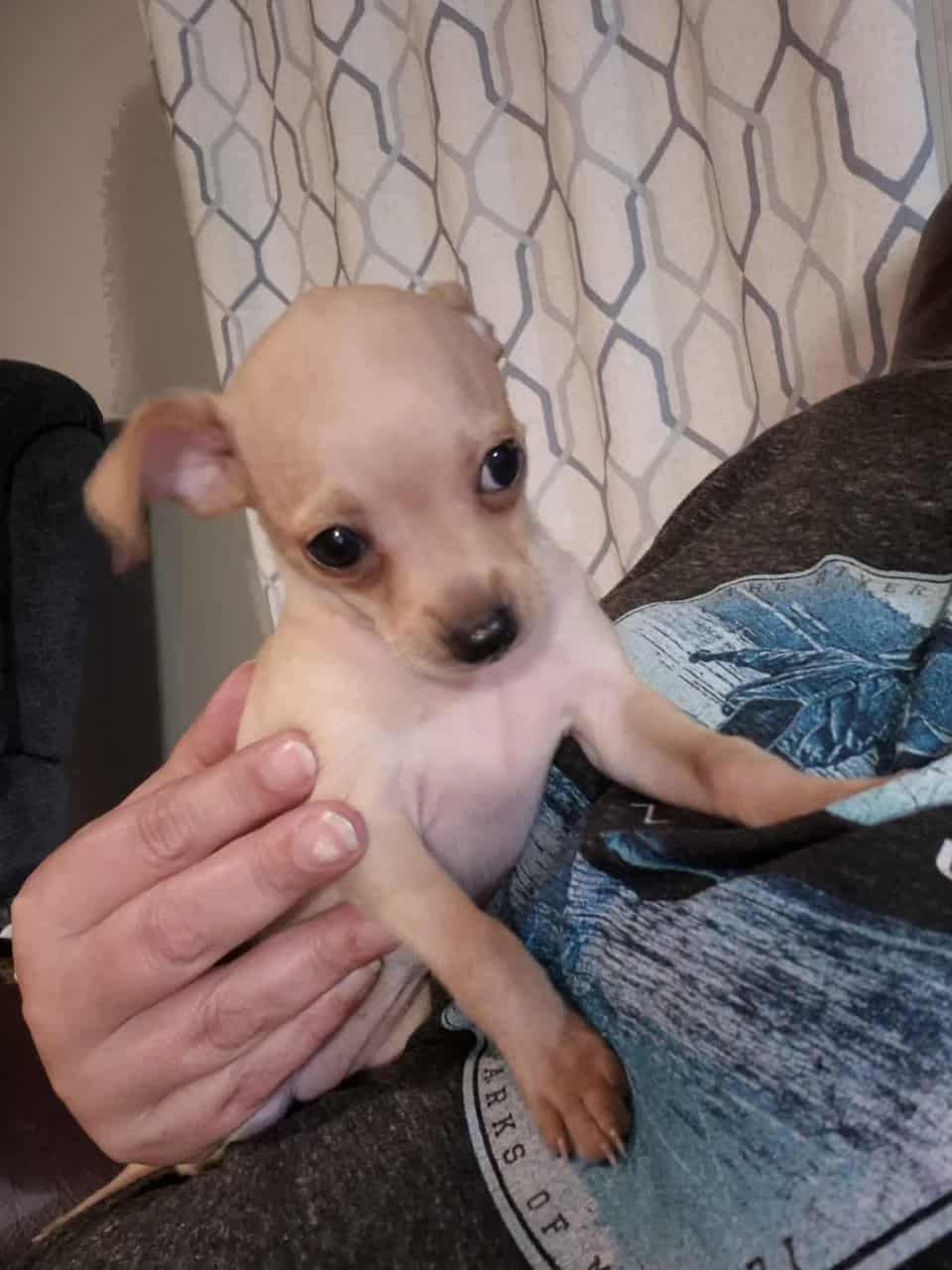 Rehoming Chihuahua Puppies image 11