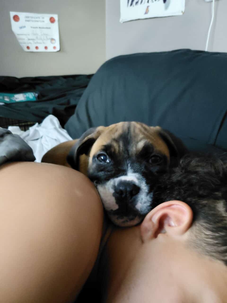 Puppy image 5