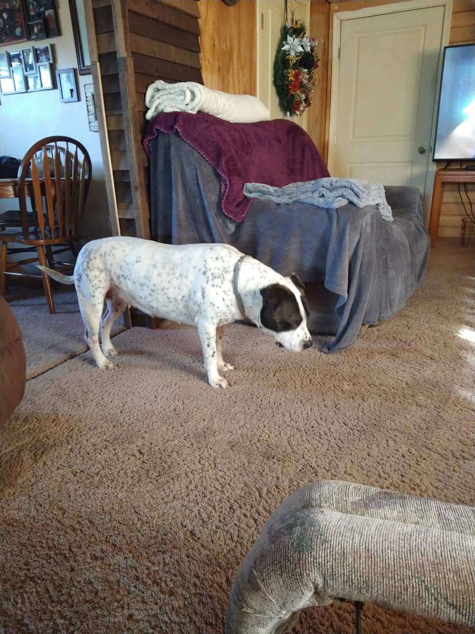 American bulldogs image 1