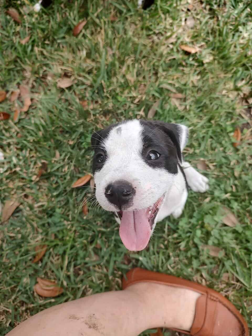 Purdiest PitBullies image 2