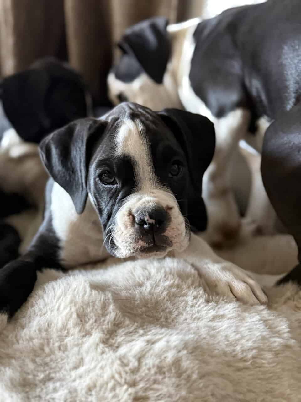 Boxer Puppies image 6