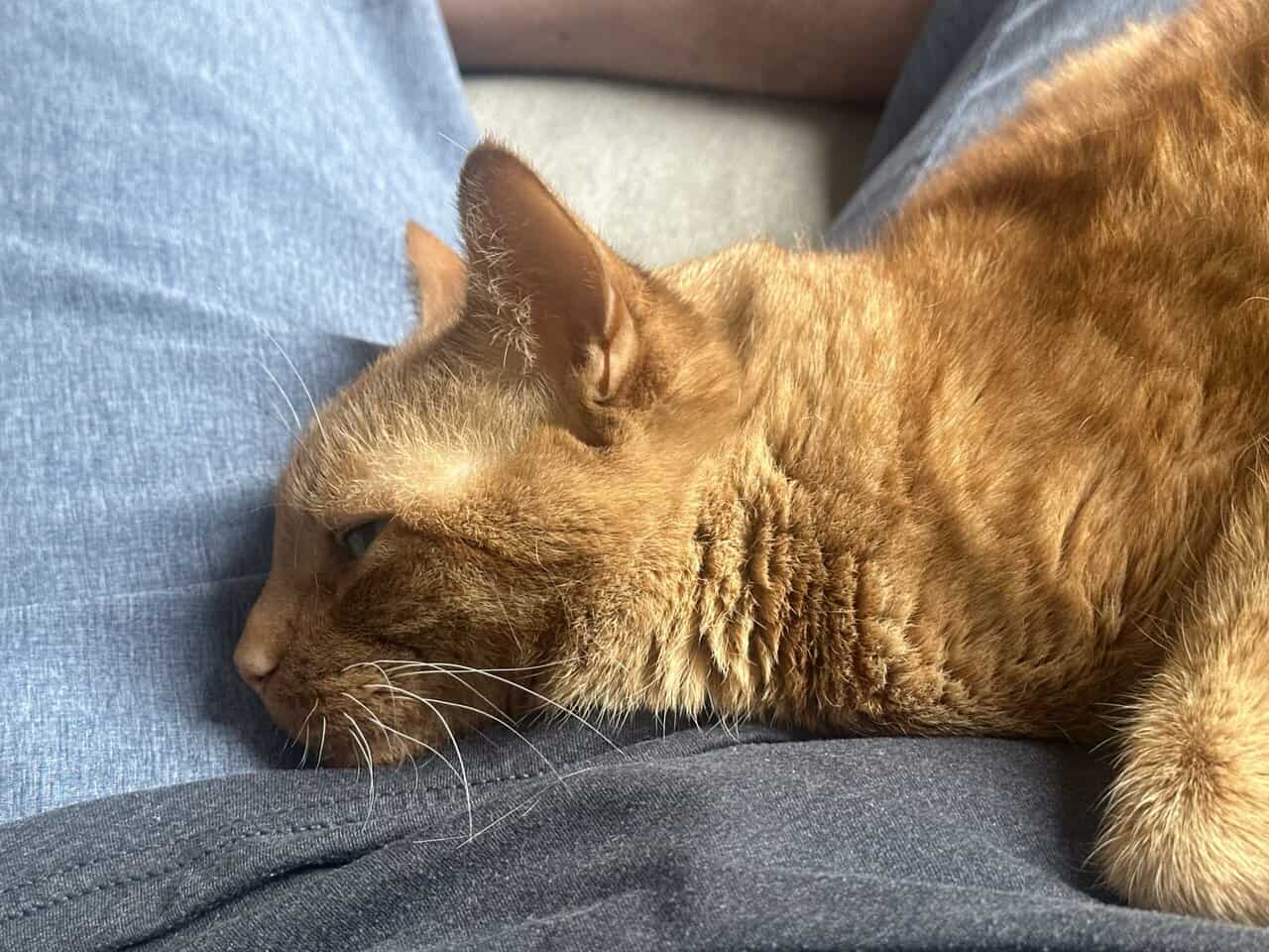 Handsome laid back and sweet tabby. image 7