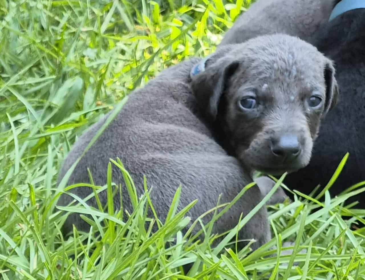 Doberman puppies image 6